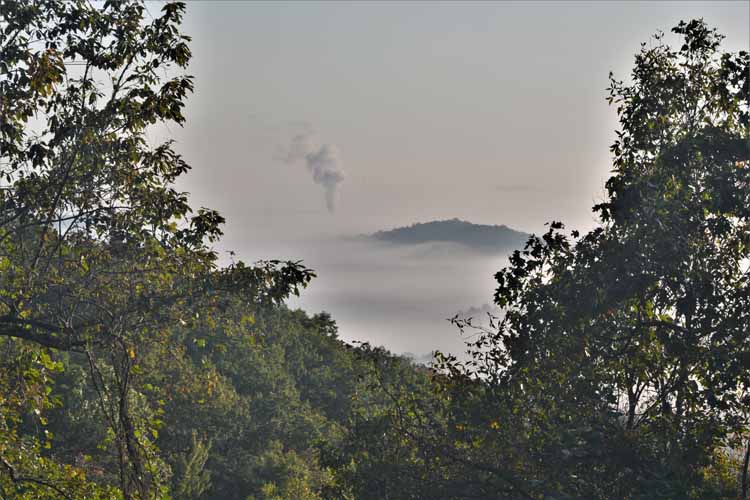 fog in trees